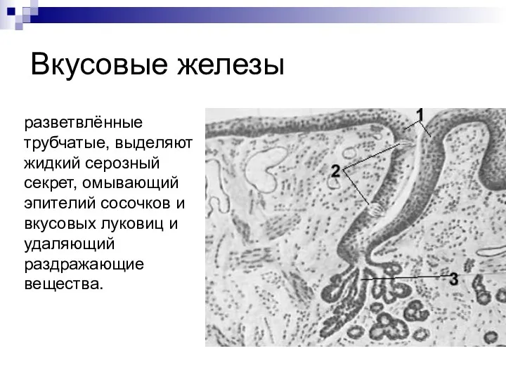 Вкусовые железы разветвлённые трубчатые, выделяют жидкий серозный секрет, омывающий эпителий