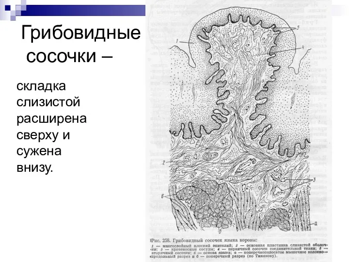 Грибовидные сосочки – складка слизистой расширена сверху и сужена внизу.