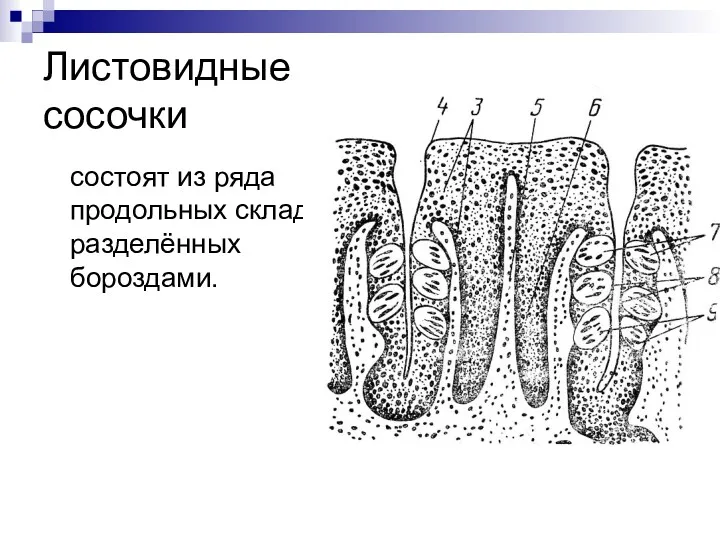 Листовидные сосочки состоят из ряда продольных складок, разделённых бороздами.