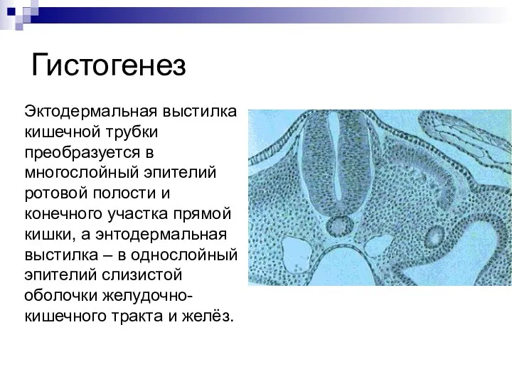 Гистогенез Эктодермальная выстилка кишечной трубки преобразуется в многослойный эпителий ротовой