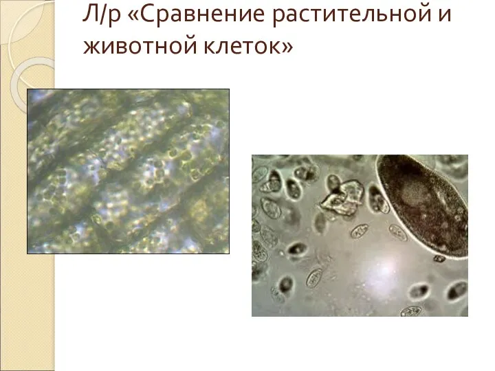 Л/р «Сравнение растительной и животной клеток»