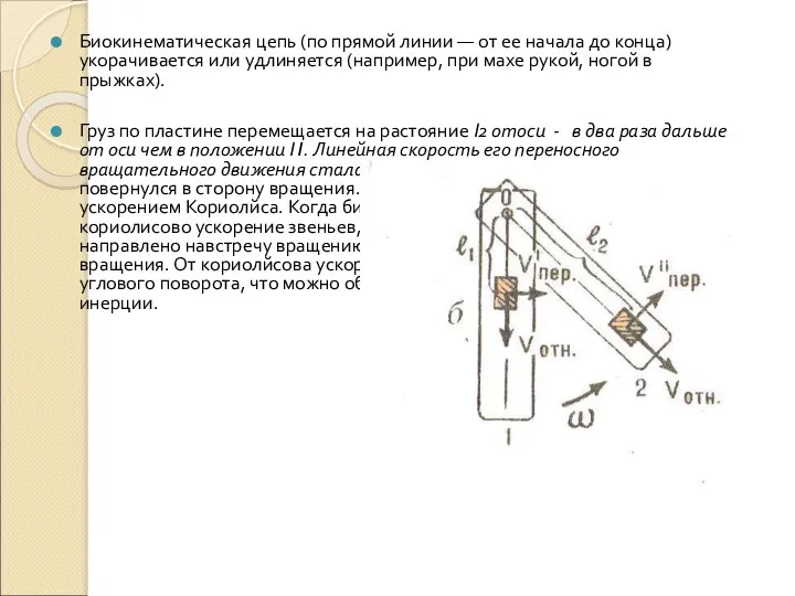 Биокинематическая цепь (по прямой линии — от ее начала до