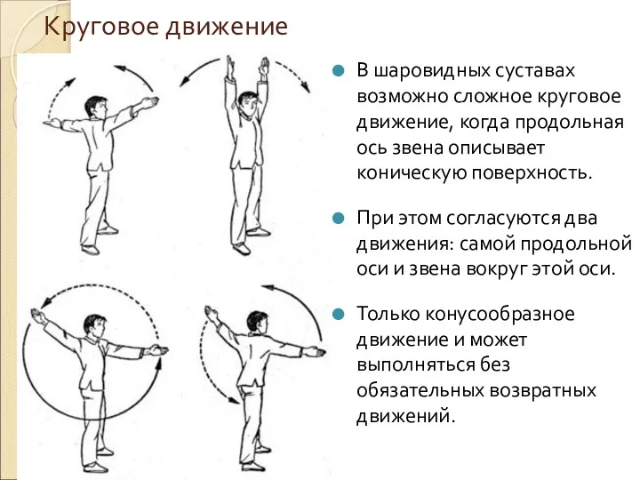 Круговое движение В шаровидных суставах возможно сложное круговое движение, когда