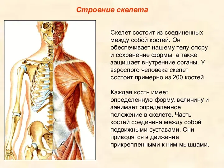 Строение скелета Скелет состоит из соединенных между собой костей. Он