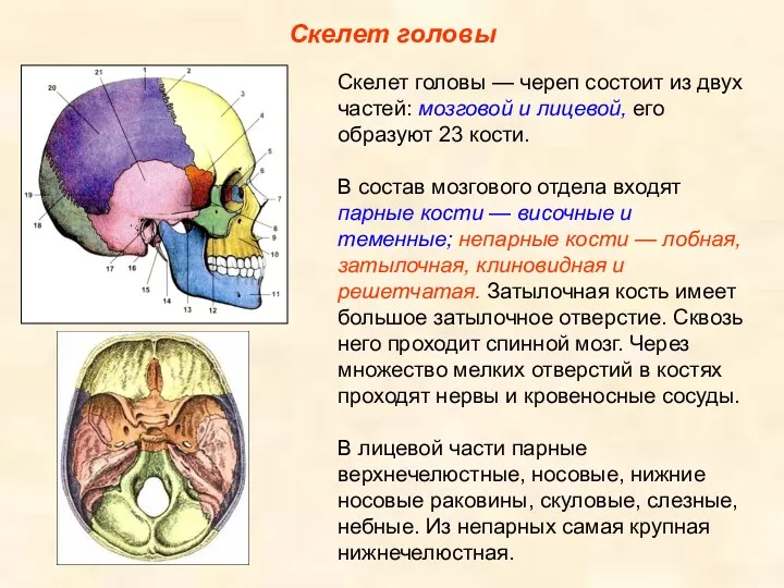 Скелет головы Скелет головы — череп состоит из двух частей: