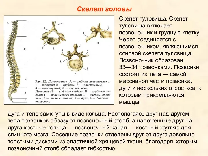 Скелет головы Скелет туловища. Скелет туловища включает позвоночник и грудную