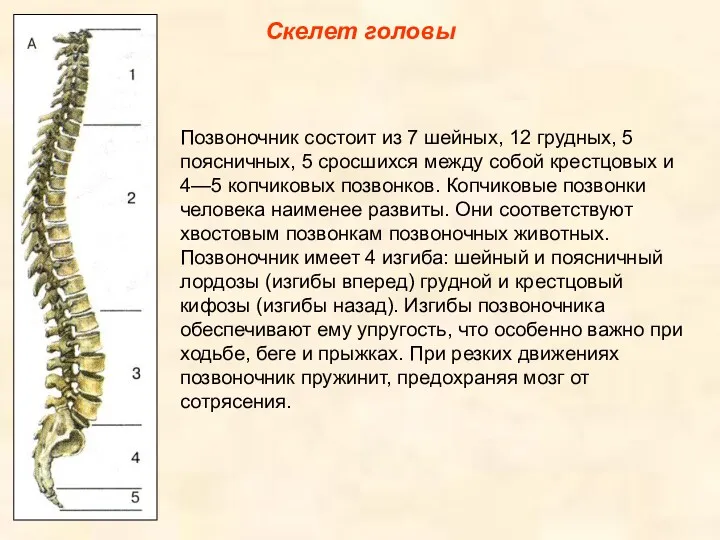 Скелет головы Позвоночник состоит из 7 шейных, 12 грудных, 5