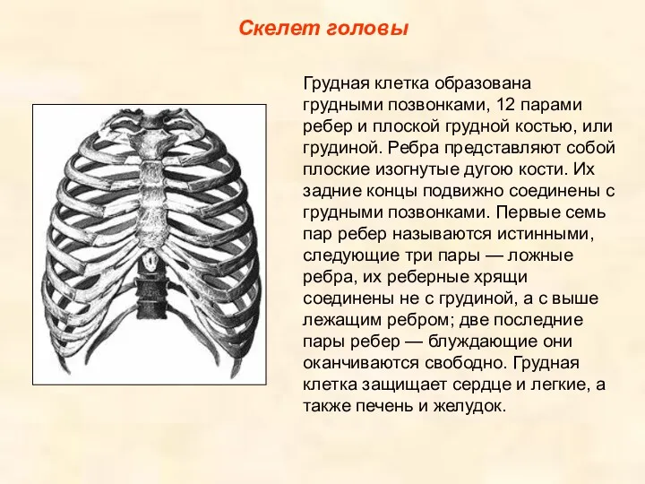 Скелет головы Грудная клетка образована грудными позвонками, 12 парами ребер