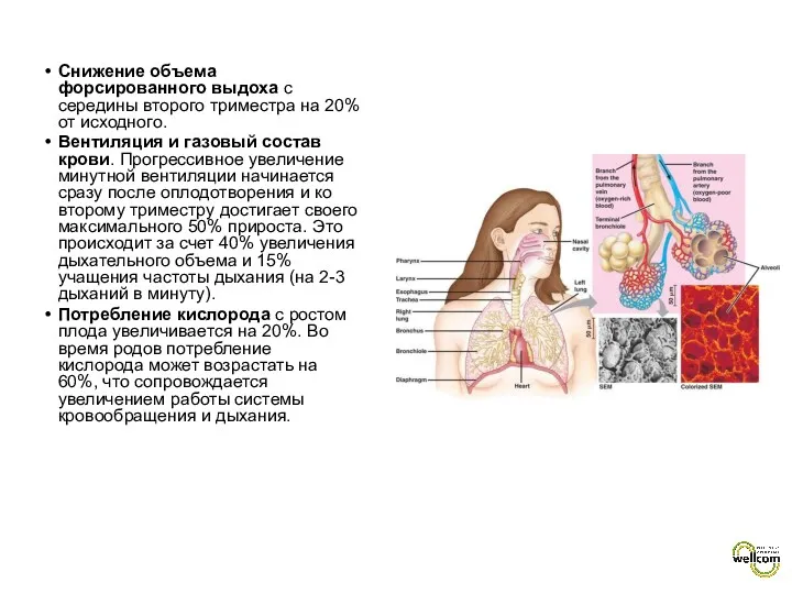 Снижение объема форсированного выдоха с середины второго триместра на 20%