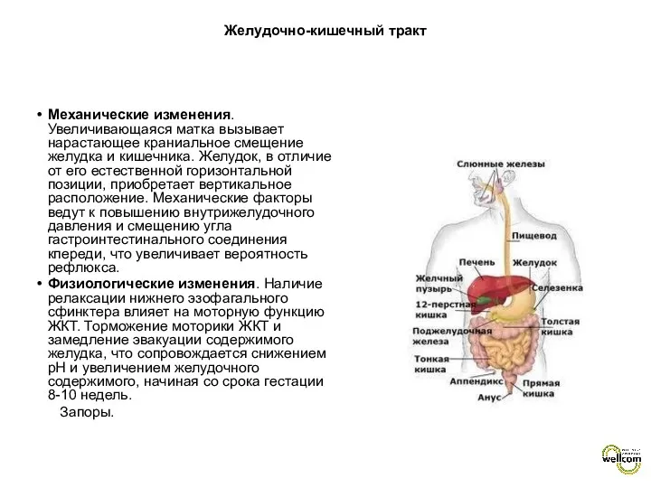 Желудочно-кишечный тракт Механические изменения. Увеличивающаяся матка вызывает нарастающее краниальное смещение