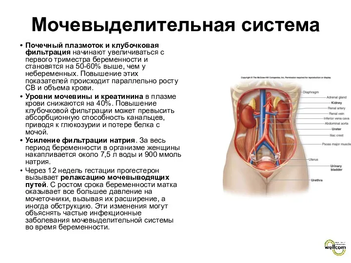 Мочевыделительная система Почечный плазмоток и клубочковая фильтрация начинают увеличиваться с