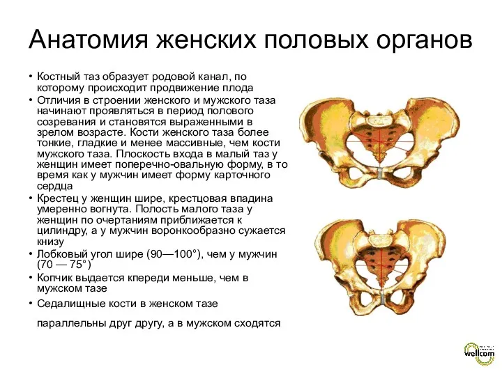 Костный таз образует родовой канал, по которому происходит продвижение плода