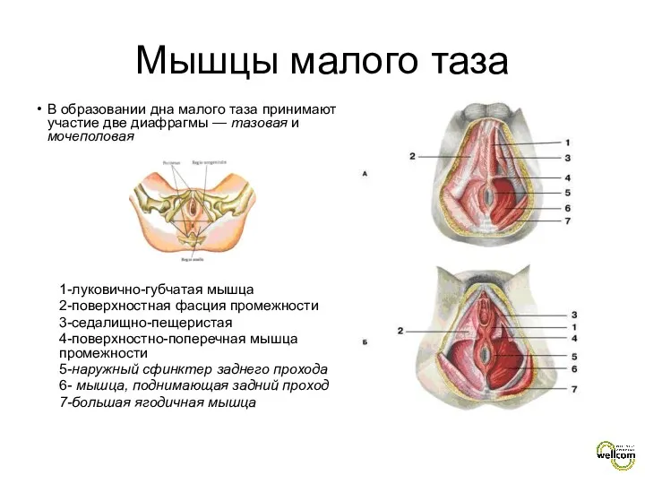 В образовании дна малого таза принимают участие две диафрагмы —