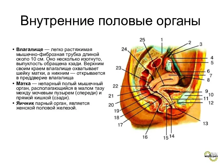 Влагалище — легко растяжимая мышечно-фиброзная трубка длиной около 10 см.