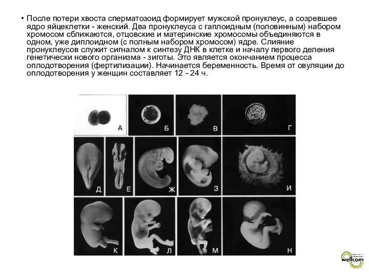 После потери хвоста сперматозоид формирует мужской пронуклеус, а созревшее ядро