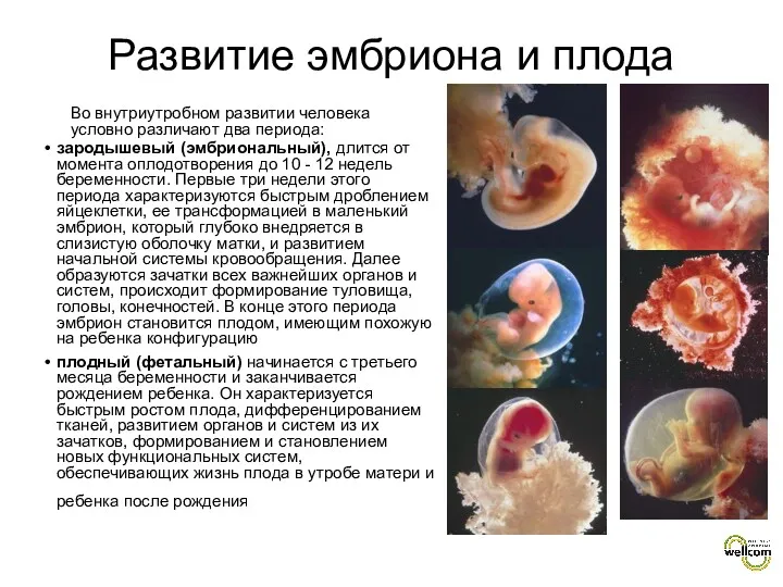 Во внутриутробном развитии человека условно различают два периода: зародышевый (эмбриональный),