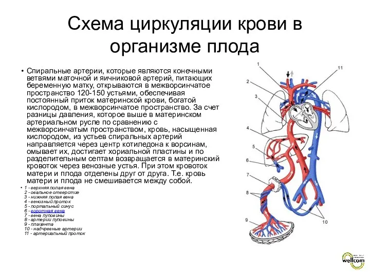 Спиральные артерии, которые являются конечными ветвями маточной и яичниковой артерий,