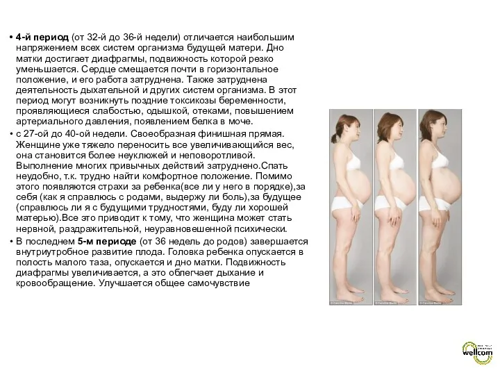 4-й период (от 32-й до 36-й недели) отличается наибольшим напряжением