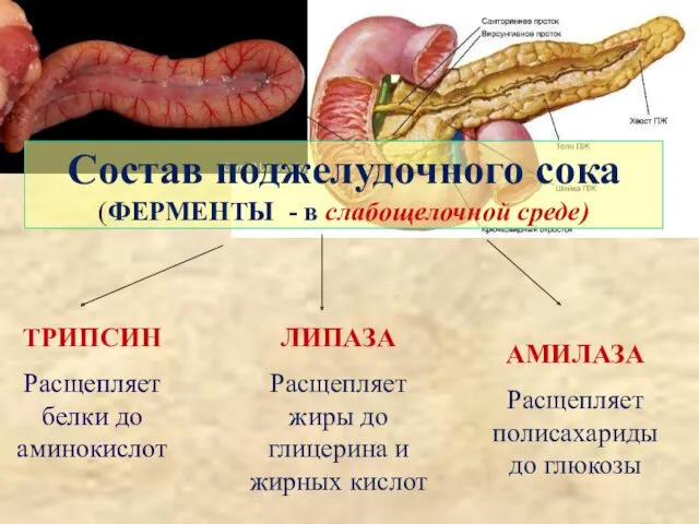 Состав поджелудочного сока (ФЕРМЕНТЫ - в слабощелочной среде) ТРИПСИН Расщепляет