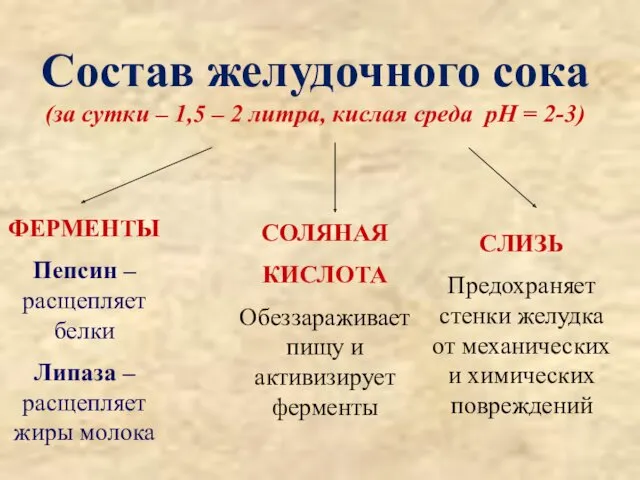 Состав желудочного сока (за сутки – 1,5 – 2 литра, кислая среда pH