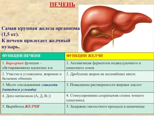 Самая крупная железа организма (1,5 кг). К печени прилегает желчный пузырь. ПЕЧЕНЬ