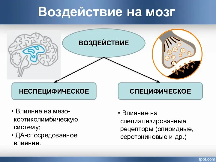 Воздействие на мозг ВОЗДЕЙСТВИЕ НЕСПЕЦИФИЧЕСКОЕ СПЕЦИФИЧЕСКОЕ Влияние на мезо-кортиколимбическую систему;