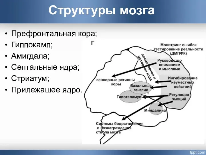 Структуры мозга Префронтальная кора; Гиппокамп; Амигдала; Септальные ядра; Стриатум; Прилежащее ядро.