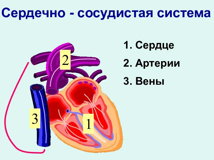 1. Сердце 2. Артерии 3. Вены 1 2 3 Сердечно - сосудистая система