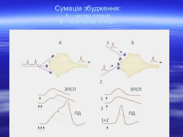 Сумація збудження: А – часова сумація В – просторова сумація