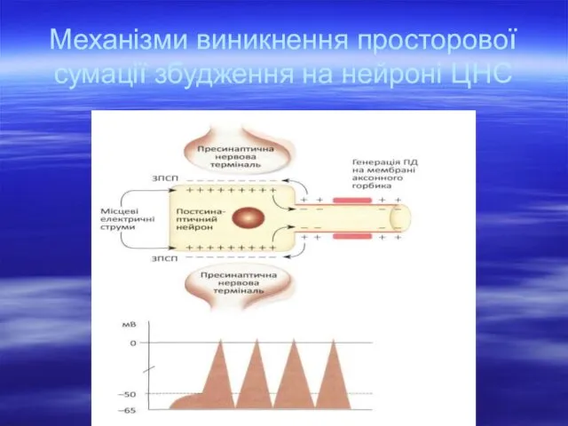 Механізми виникнення просторової сумації збудження на нейроні ЦНС