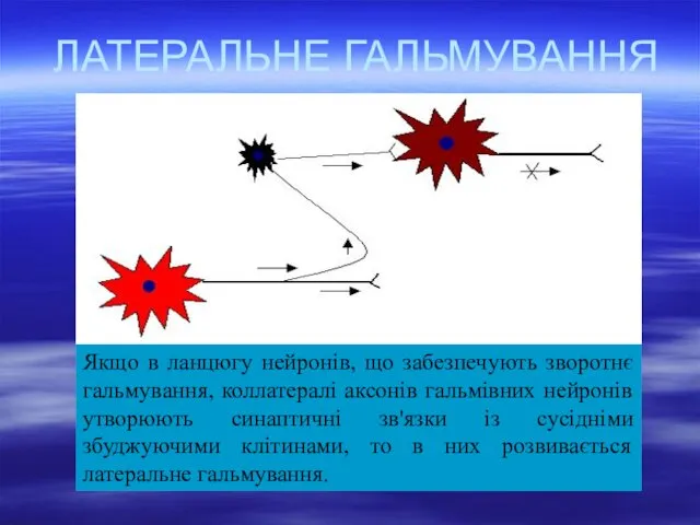 ЛАТЕРАЛЬНЕ ГАЛЬМУВАННЯ Якщо в ланцюгу нейронів, що забезпечують зворотнє гальмування,