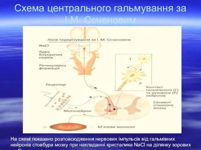 Схема центрального гальмування за І.М. Сєченовим На схемі показано розповсюдження