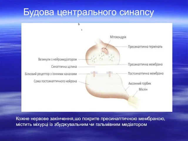 Будова центрального синапсу Кожне нервове закінчення,шо покрите пресинаптичною мембраною, містить міхурці із збуджувальним чи гальмівним медіатором