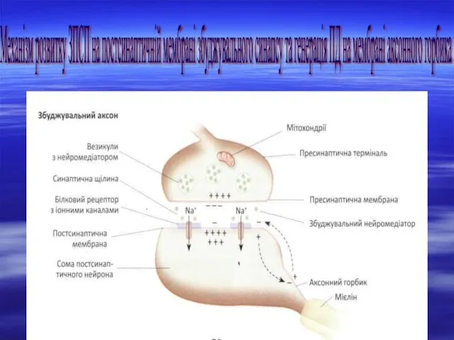 Механізм розвитку ЗПСП на постсинаптичній мембрані збуджувального синапсу та генерація ПД на мембрані аксонного горбика