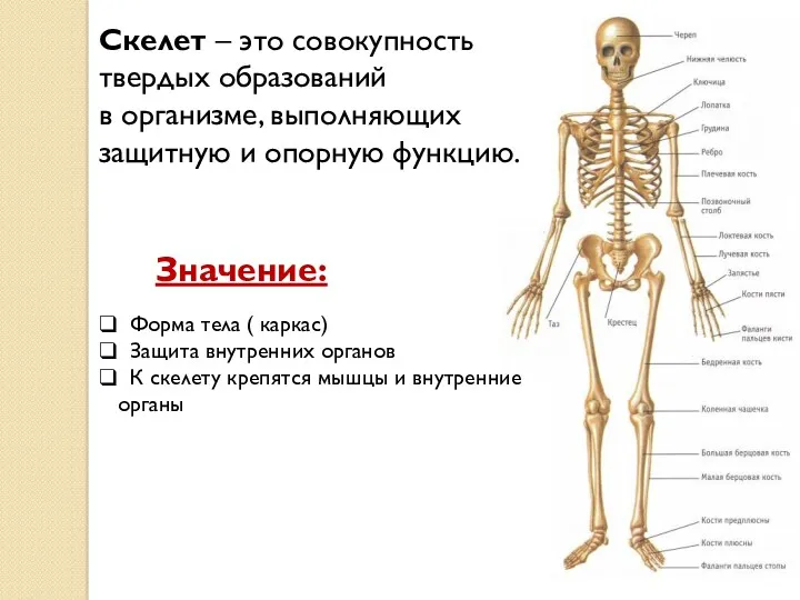 Скелет – это совокупность твердых образований в организме, выполняющих защитную