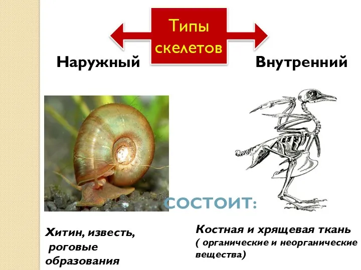 Типы скелетов Наружный Внутренний СОСТОИТ: Хитин, известь, роговые образования Костная