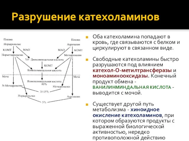 Разрушение катехоламинов Оба катехоламина попадают в кровь, где связываются с