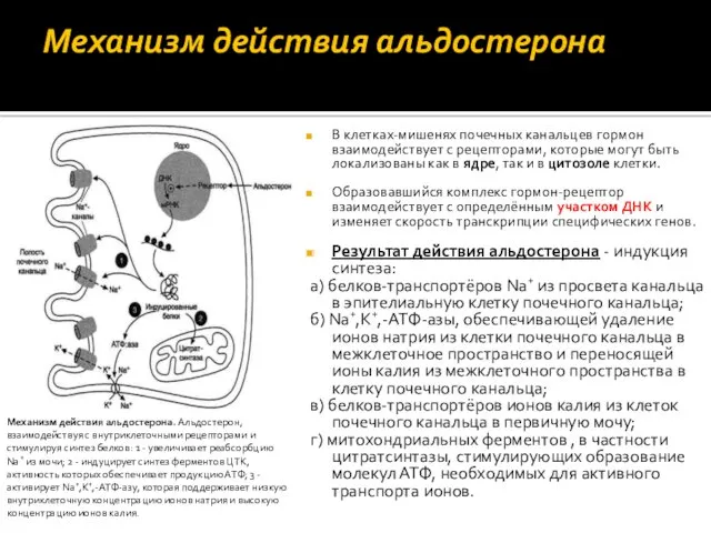 Механизм действия альдостерона В клетках-мишенях почечных канальцев гормон взаимодействует с