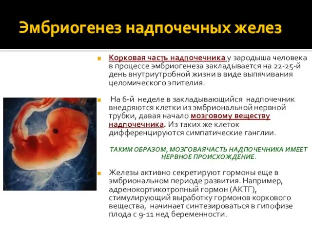 Эмбриогенез надпочечных желез Корковая часть надпочечника у зародыша человека в