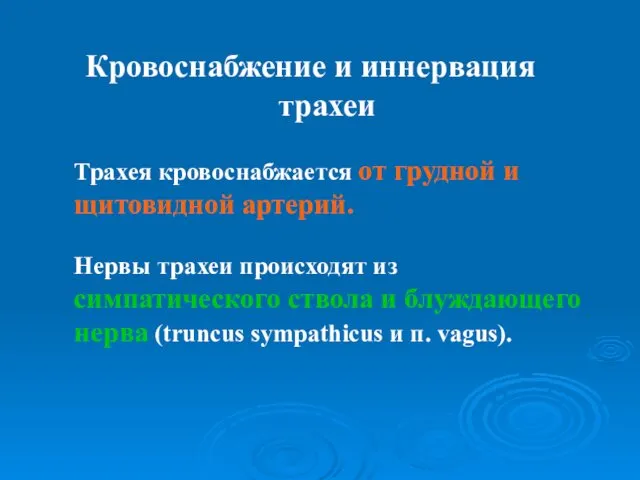 Трахея кровоснабжается от грудной и щитовидной артерий. Нервы трахеи происходят