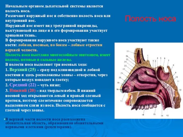 Полость носа Начальным органом дыхательной системы является полость носа. Различают