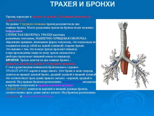 ТРАХЕЯ И БРОНХИ Гортань переходит в трахею на уровне VII