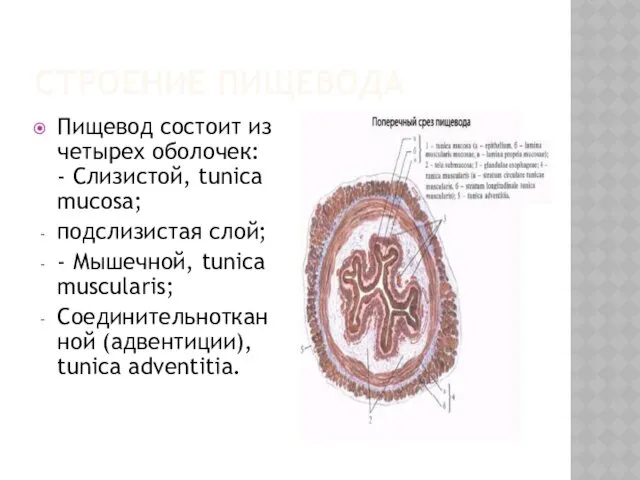 СТРОЕНИЕ ПИЩЕВОДА Пищевод состоит из четырех оболочек: - Слизистой, tunica