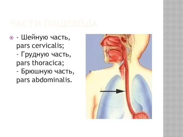 ЧАСТИ ПИЩЕВОДА - Шейную часть, pars cervicalis; - Грудную часть,