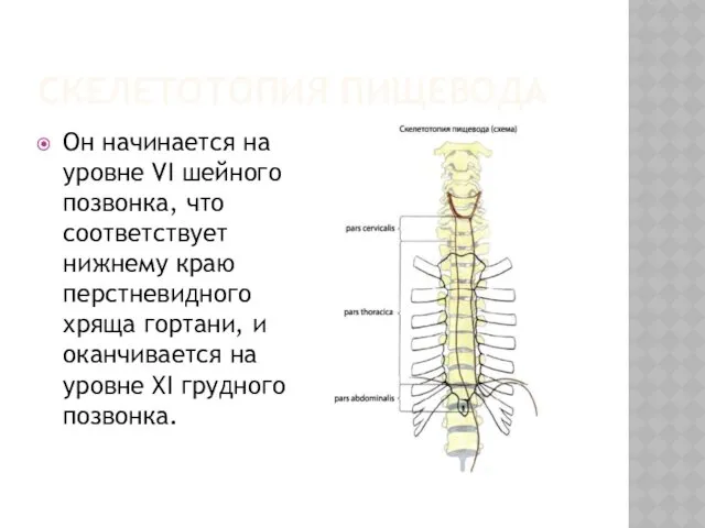 СКЕЛЕТОТОПИЯ ПИЩЕВОДА Он начинается на уровне VI шейного позвонка, что