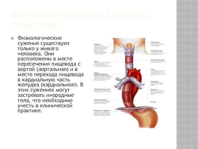 ФИЗИОЛОГИЧЕСКОЕ СУЖЕНИЕ ПИЩЕВОДА Физиологические сужения существуют только у живого человека.