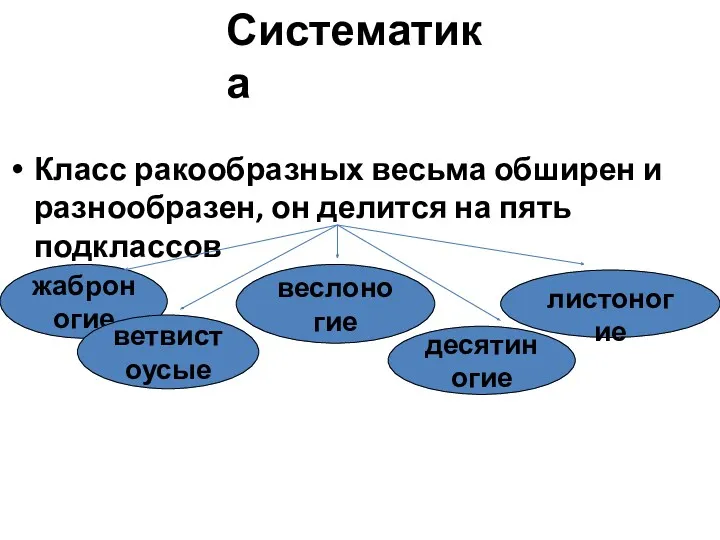 Класс ракообразных весьма обширен и разнообразен, он делится на пять