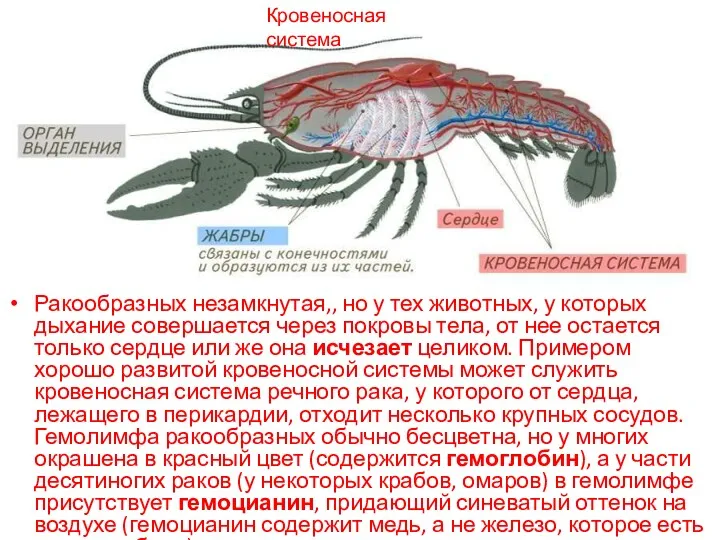 Ракообразных незамкнутая,, но у тех животных, у которых дыхание совершается