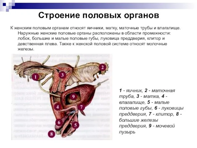 Строение половых органов К женским половым органам относят яичники, матку,