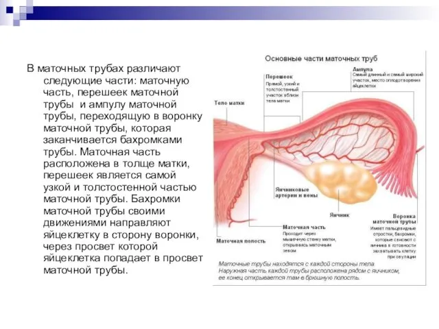 В маточных трубах различают следующие части: маточную часть, перешеек маточной